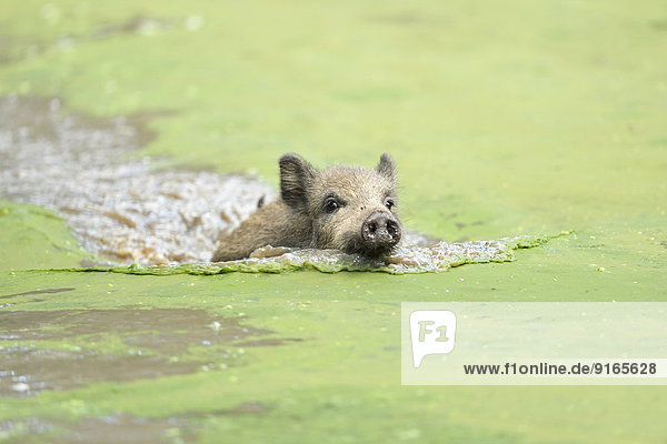 Wildschwein in einem See