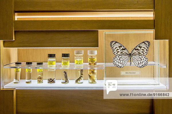 Butterfly specimens in research lab