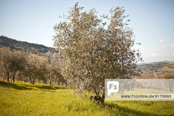 Italy  Tuscany  Volterra  olive tree on meadow