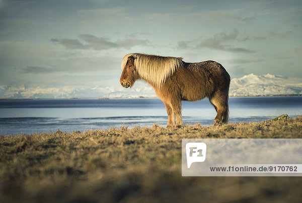 Island  Islandpferd vor dem Vatnajokullgebirge