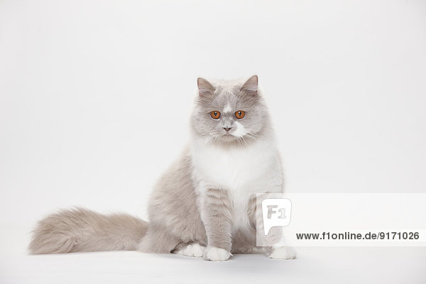 Portrait of British Longhair Cat sitting in front of white background