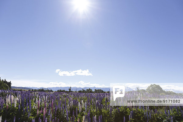 New Zealand  violet lupines  Lupinus  in front blue sky