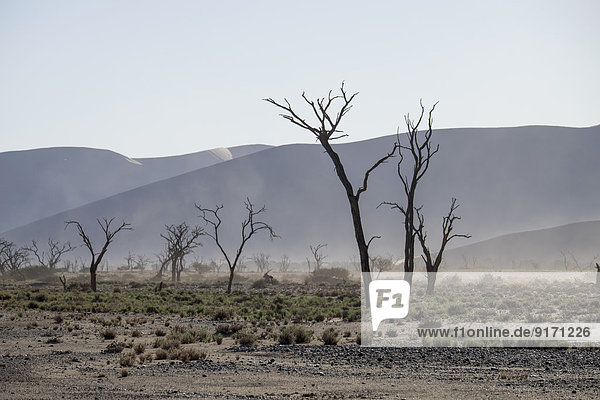 Afrika  Namibia  Sossus Vlei  tote Bäume vor Wüstendünen und Sandsturm