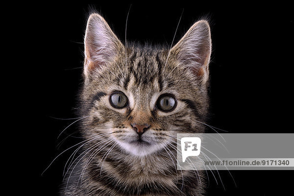 Portrait of tabby kitten  Felis silvestris catus  in front of black background