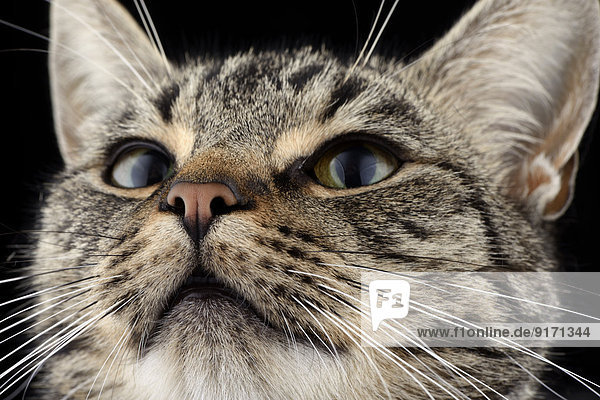 Portrait of tabby cat  Felis silvestris catus