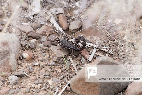 Namibia  Damaraland  Scorpion