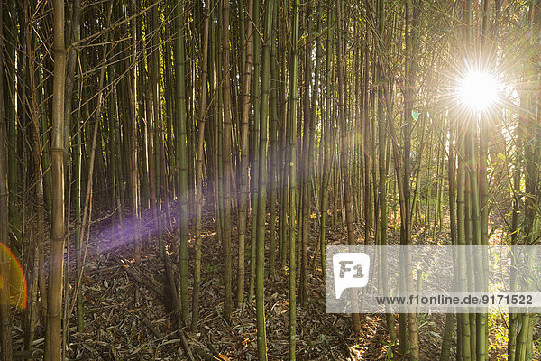 Australia  New South Wales  Dorrigo  morning sun breaking through a grove of bamboo