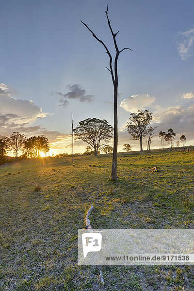 Australien  New South Wales  Arding  verstreute Stämme toter Bäume und Eukalyptusbäume bei Sonnenuntergang