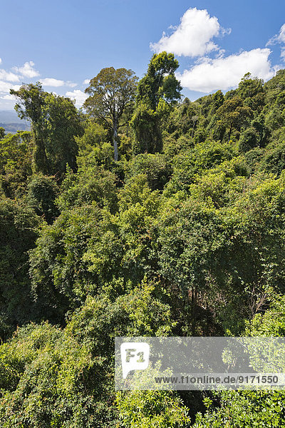 Australia  New South Wales  Dorrigo  rainforest canopy from the skywalk in the Dorrigo National Park