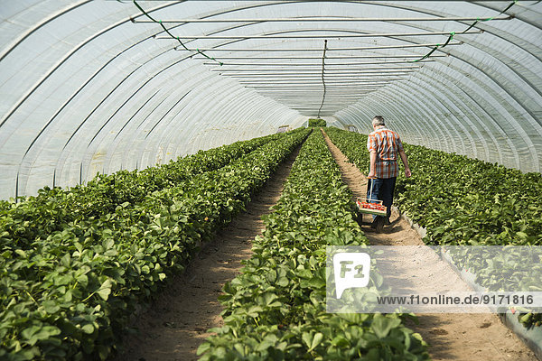 Deutschland  Hessen  Lampertheim  Seniorenbauern beim Ernten von Erdbeeren im Gewächshaus