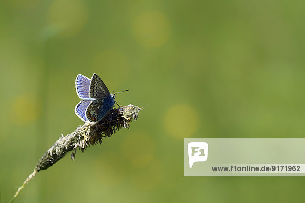 Germany  Common blue butterfly  Polyommatus icarus  sitting on plant