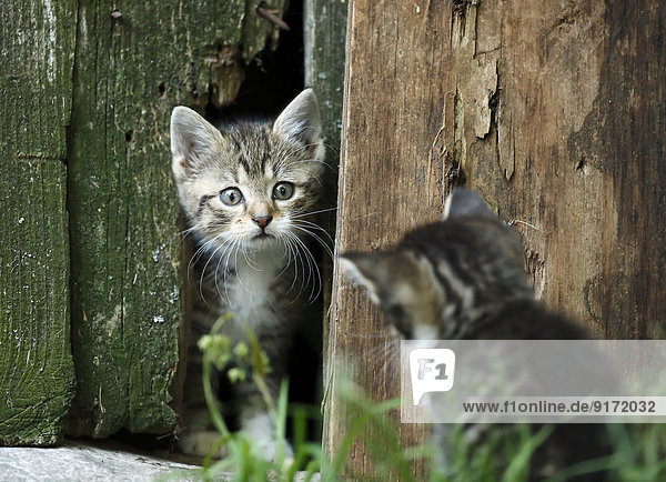 Zwei getigerte Kätzchen  Felis silvestris catus  von Angesicht zu Angesicht