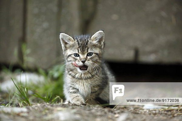 Tabby kitten,  Felis silvestris catus,  licking snout