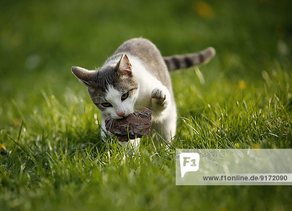 Deutschland  Baden-Württemberg  Grauweiße Katze  Felis silvestris catus  auf der Wiese stehend und mit Holz spielend