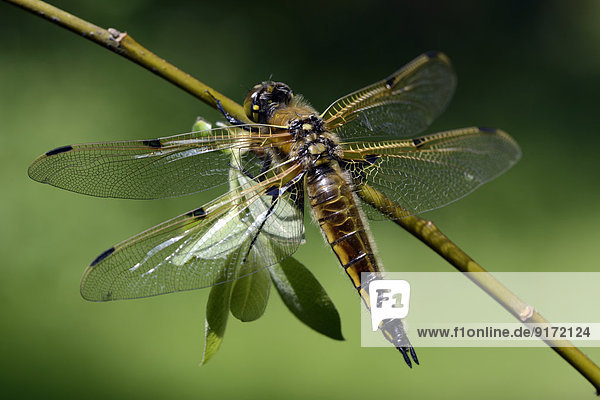 Four-spotted chaser  Libellula quadrimaculata