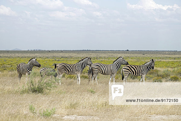 Africa  Namibia  Etosha National Park  row of six zebras at landscape
