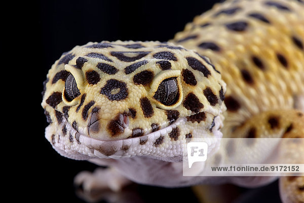 Head Of Leopard Gecko Eublepharis Macularius In Front Of Black Background