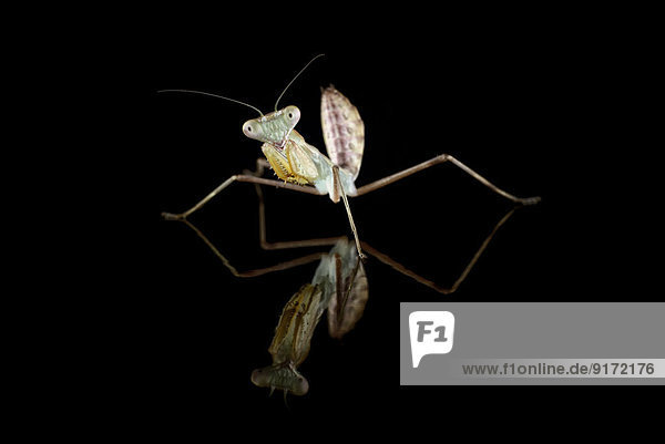 Giant Asian mantis  Hierodula Membranacea  in front of black background