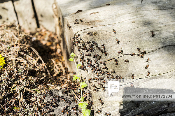 Ants crawling on wooden stair