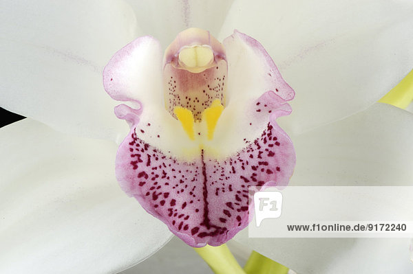 Part of white boat orchid,  Cymbidium
