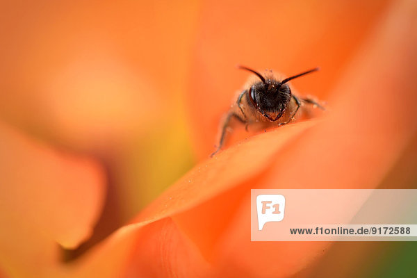 Miner bee,  Andrena,  on orange blossom