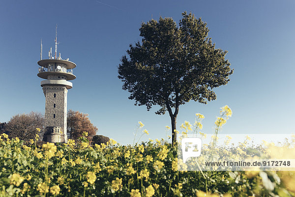 Germany  North Rhine-Westphalia  Longinus Tower behind rape field