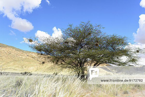 Africa  Namibia  Namib-Naukluft Area  Tree with nests of weaver birds