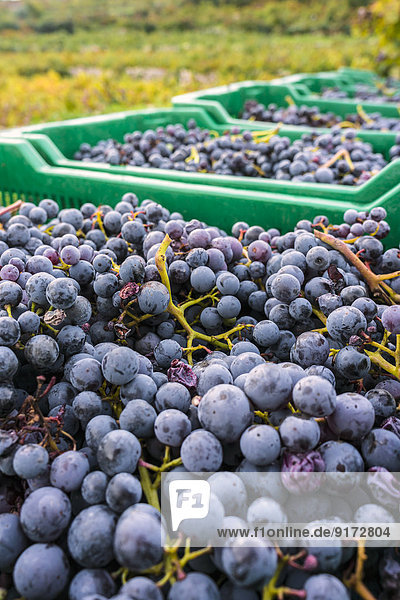 Croatia  Peljesac  Ston  Dubrava  Wine harvest of grape variety Plavac Mali