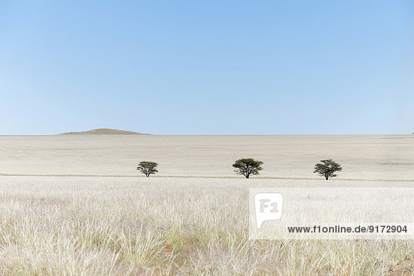 Africa Namibia Namib Naukluft area grasslands with trees