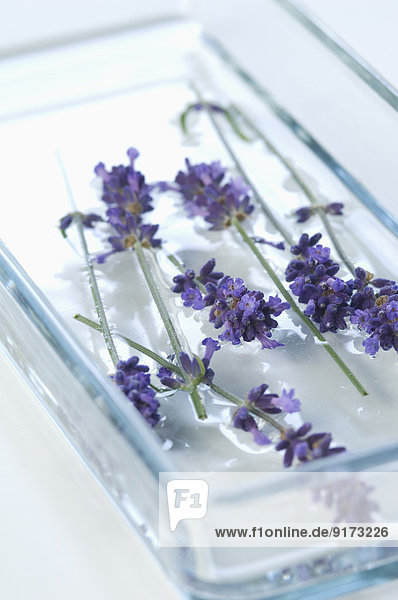Twigs of lavender,  Lavandula angustifolia,  in a glass bowl