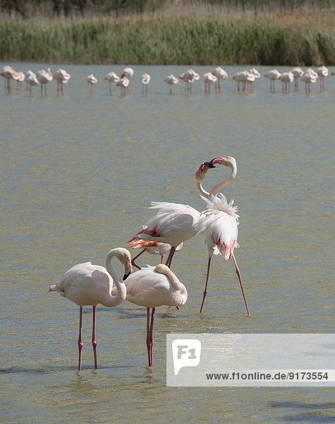 France  Provence Alpes Cote d'Azur  Camargue  interacting flamingos  Phoenicopterus roseus