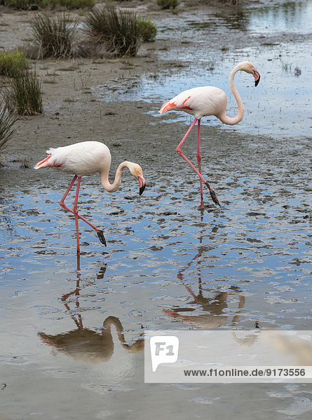 France  Provence Alpes Cote d'Azur  Camargue  two flamingos  Phoenicopterus roseus  walking in marshy landscape
