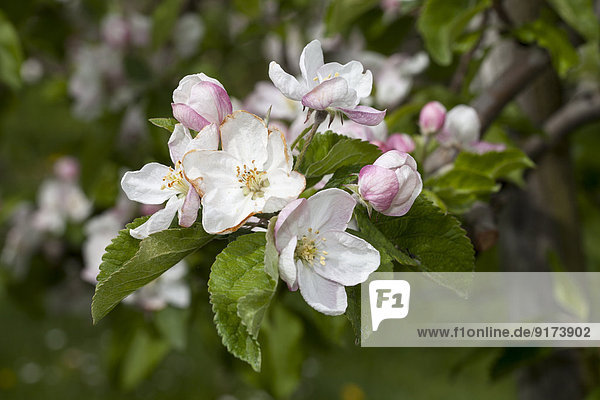 Germany  Baden-Wuerttemberg  White and pink blossoms of apple tree  Malus
