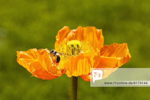 Germany,  Baden-Wuerttemberg,  Bee,  Apiformes,  on poppy,  Papaver