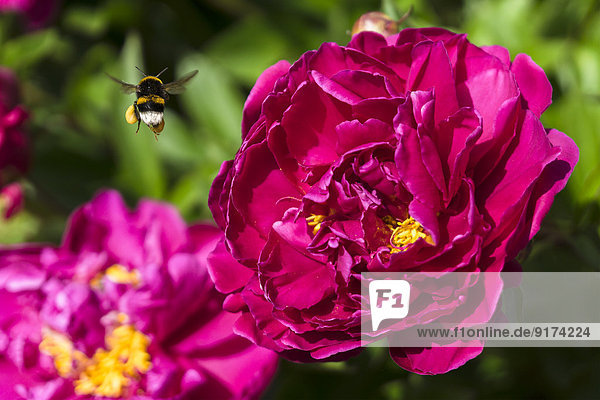 Germany  Hesse  Pink peony  Paeonia  and Buff-tailed bumblebee  Bombus terrestris  flying
