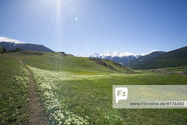 Italy  South Tyrol  Mals  Tartscher Buehel  View to Ortler Alps