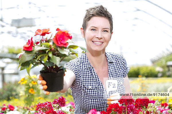 Porträt einer Gärtnerin  die eine Topfpflanze im Gewächshaus anbietet.