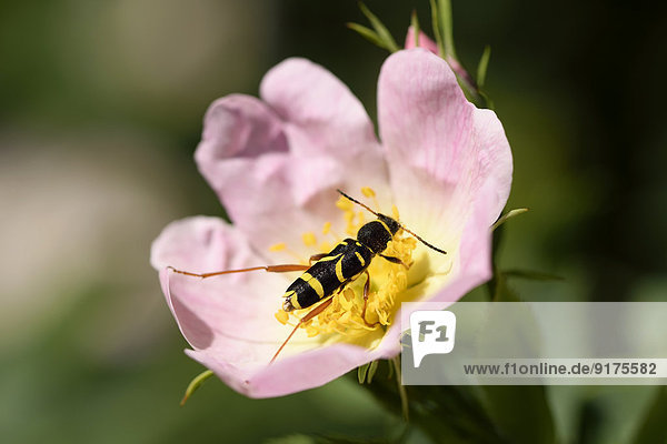 Wasp beetle  Clytus arietis  sitting on blossom