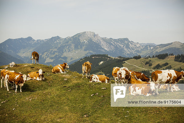 Österreich  Gosau  Kühe auf Alpweide