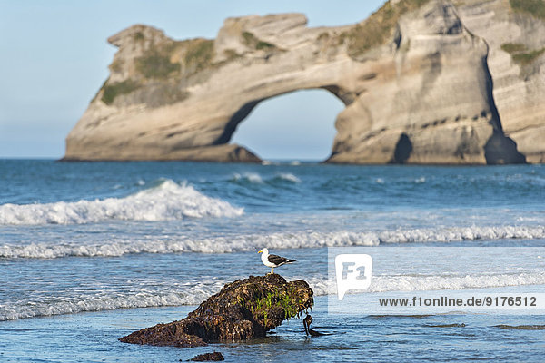 Neuseeland  Golden Bay  Wharar Beach  Möwe auf einem Felsen mit Felsbogen im Hintergrund