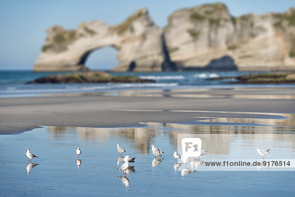 Neuseeland Golden Bay Wharariki Beach Möwenschwarm im Sand am Strand bei Ebbe