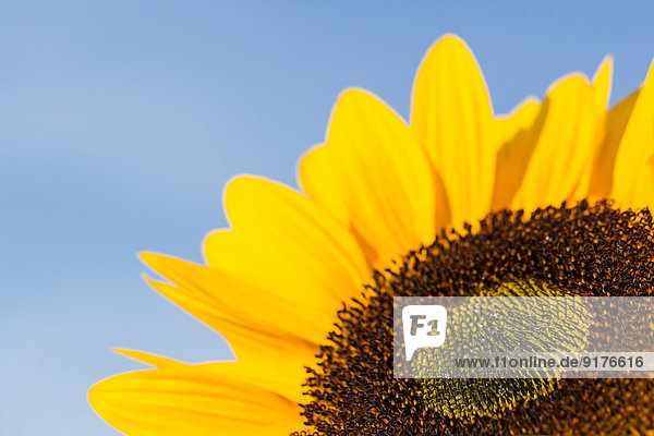 Sonnenblumen  Helianthus annuus  vor blauem Himmel  Teilansicht