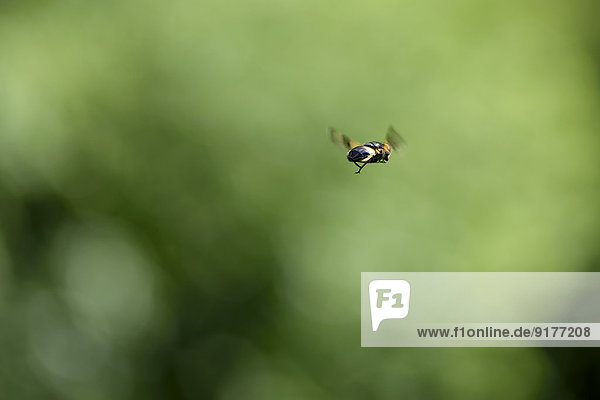 Schwebfliege,  Syrphidae,  in der Luft