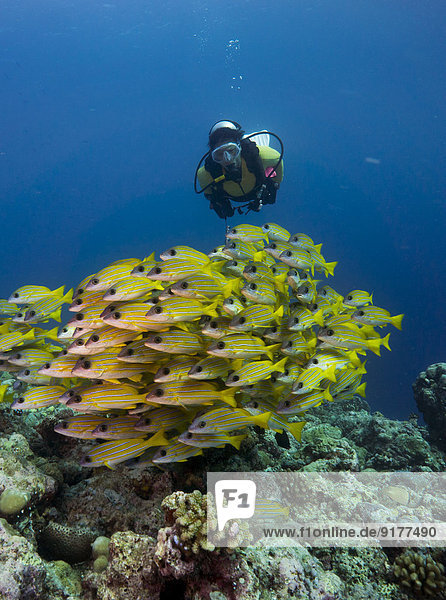 Ozeanien  Palau  Taucher beim Beobachten von Blaustreifenschnappern