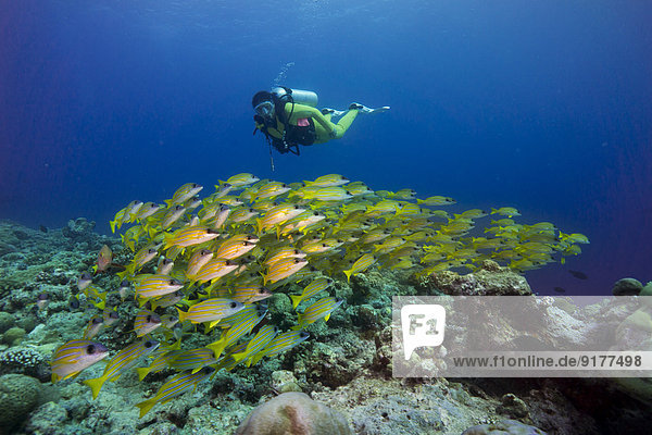 Oceania  Palau  Diver watching schoal of bluestripe snappers