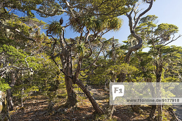 Neuseeland  Südinsel  Tasman  Mount Arthur  Kahurangi Nationalpark  gebirgiger Urwald