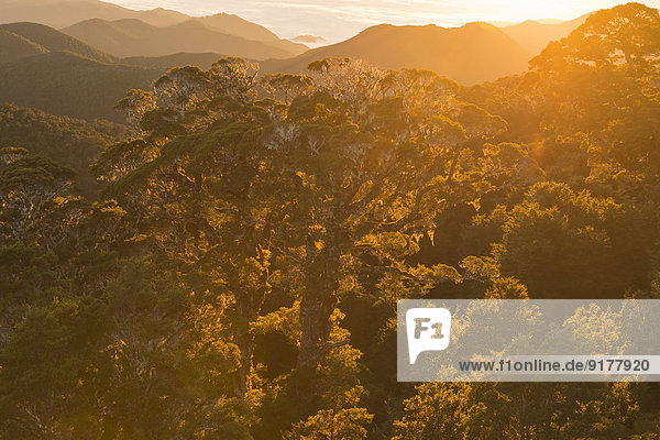 Neuseeland  Südinsel  Tasman  Kahurangi Nationalpark  Überdachung eines gebirgigen Urwaldes bei Sonnenaufgang