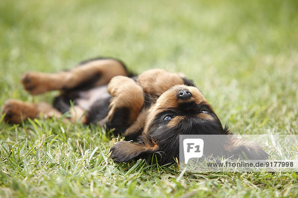 Cavalier King Charles spaniel puppy lying on back on a meadow