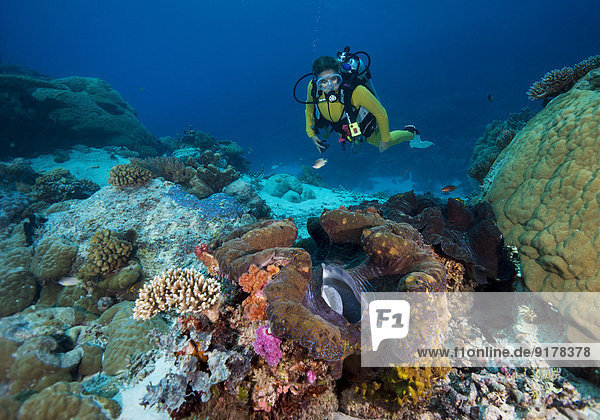Oceania  Palau  female diver watching Tridacna maxima
