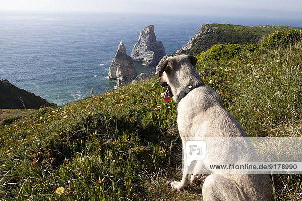 Portugal  Sintra  Praia da Ursa  Hund an der Küste